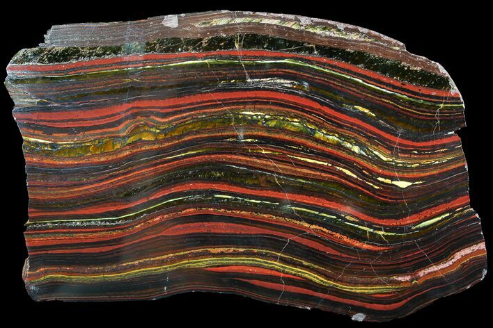 Polished Tiger Iron Stromatolite - ( Billion Years) #92962
